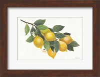 Lemon Branch I Fine Art Print