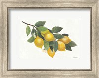 Lemon Branch I Fine Art Print