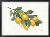 Lemon Branch I Fine Art Print