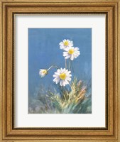White Daisies No Butterfly Fine Art Print