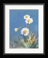 White Daisies No Butterfly Framed Print