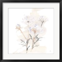 Queen Annes Lace II Framed Print