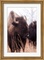 American Bison VI Fine Art Print