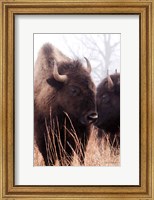 American Bison VI Fine Art Print