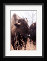American Bison VI Framed Print