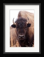 American Bison IV Framed Print