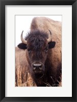 American Bison IV Framed Print