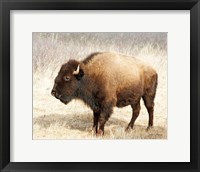 American Bison III Fine Art Print