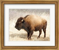 American Bison III Fine Art Print