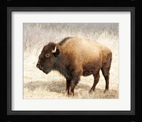 American Bison III Fine Art Print
