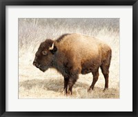 American Bison III Framed Print