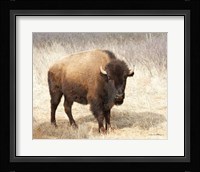 American Bison II Fine Art Print