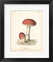 French Mushrooms III Fine Art Print