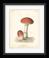 French Mushrooms III Fine Art Print