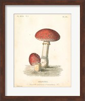 French Mushrooms III Fine Art Print