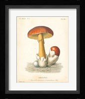 French Mushrooms II Fine Art Print