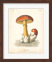 French Mushrooms II Fine Art Print