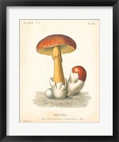 French Mushrooms II Fine Art Print