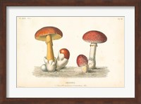 French Mushrooms I Fine Art Print