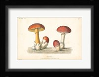 French Mushrooms I Fine Art Print
