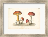French Mushrooms I Fine Art Print