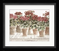 Potted Geranium Mix III Framed Print