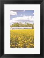 Field of Yellow I Fine Art Print