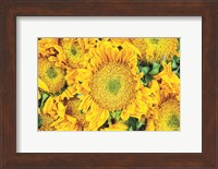 Sunflower Summer Fine Art Print
