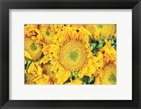 Sunflower Summer Fine Art Print