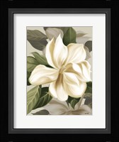 Magnolia Blossoms II Framed Print