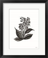 Pen and Ink Wildflower III Framed Print