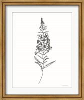 Fireweed Fine Art Print