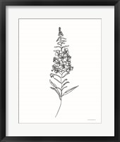 Fireweed Fine Art Print