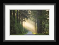 The Road Fine Art Print