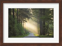 The Road Fine Art Print