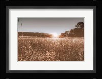 Fields of Gold Fine Art Print