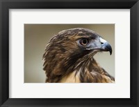 Red Tailed Hawk Profile Fine Art Print