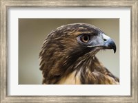 Red Tailed Hawk Profile Fine Art Print