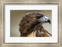 Red Tailed Hawk Profile Fine Art Print