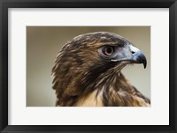 Red Tailed Hawk Profile Framed Print