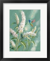 Hummingbird Spring II Fine Art Print