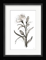 Carnation I Framed Print