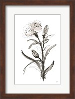 Carnation I Fine Art Print
