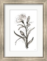 Carnation I Fine Art Print