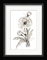 Poppy II Framed Print