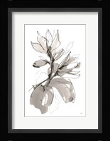 Magnolia I Framed Print