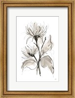 Chrysanthemum II Fine Art Print