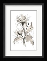 Chrysanthemum II Framed Print