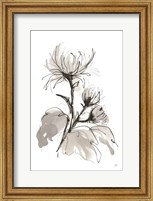 Chrysanthemum I Fine Art Print