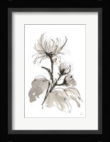 Chrysanthemum I Fine Art Print